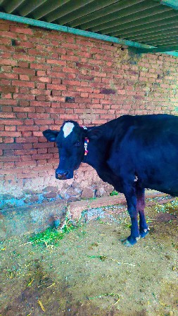 મહિના દીની