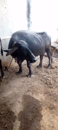 थंबनेल 3