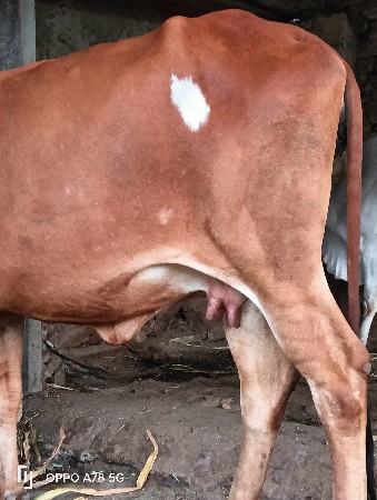 थंबनेल 4