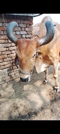 બળદ વેચવાના છે