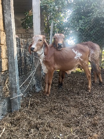 બે દેવાના છે