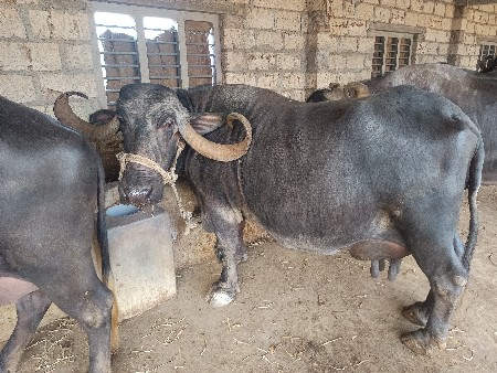 थंबनेल 2