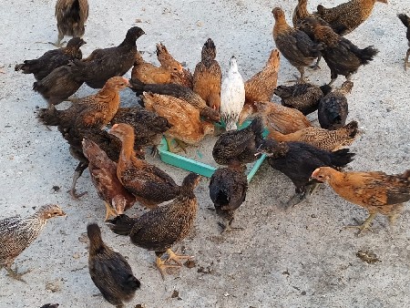 મુરઘીના બચ્ચા વેચવાના છે ડેટ મહિના