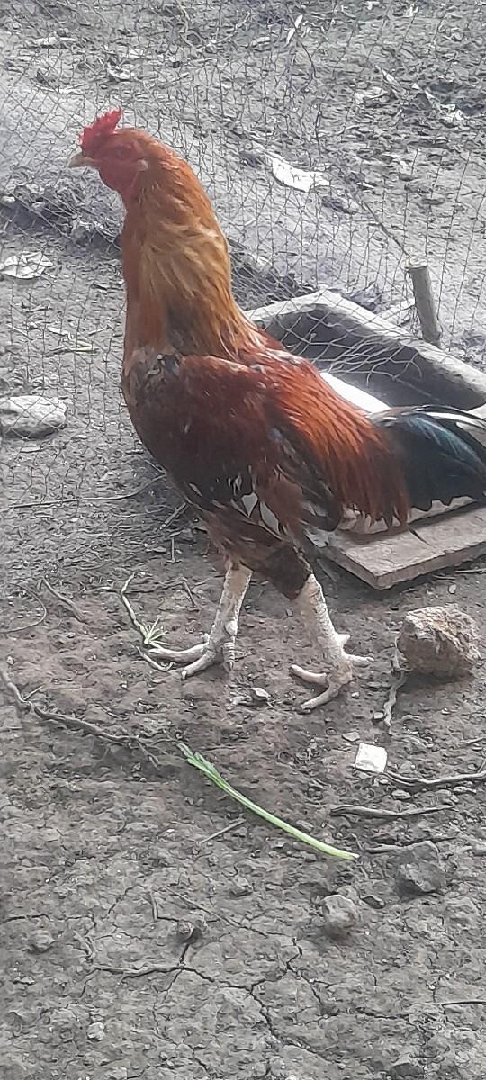 थंबनेल 2