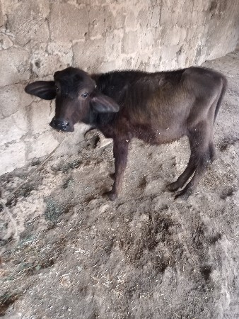 પાડો વેચવાનો છે