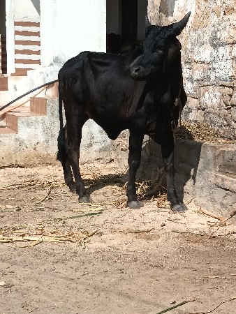 थंबनेल 4