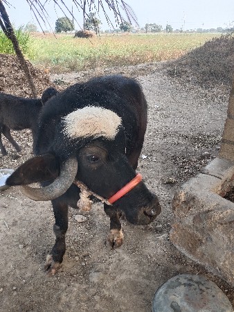 थंबनेल 3