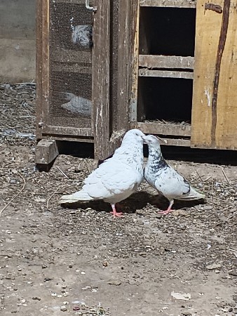 મધરાશી ફુલ્લ ઉદાનવાર