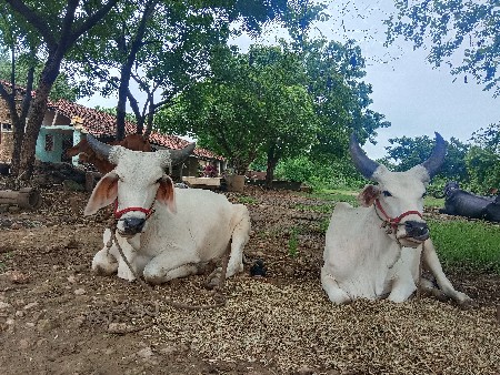 થંબનેલ 3