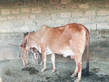 थंबनेल 3