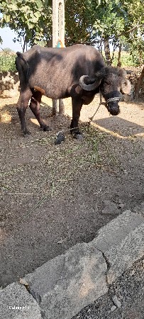 પેલ વેતરી