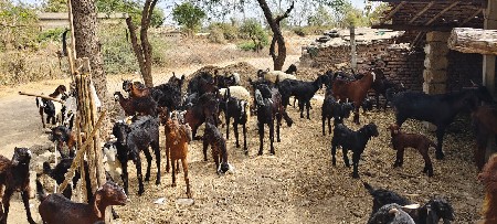 ગાભણાસે દૂધના છે અને પાછું ગાભણી છ