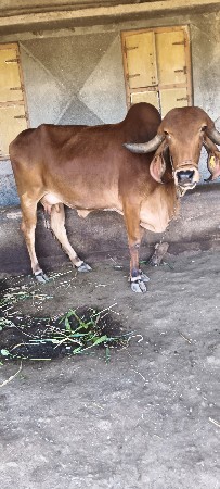 થંબનેલ 2