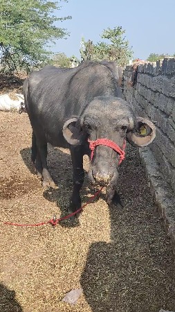 વેચવાની છે 4 દાતે છે