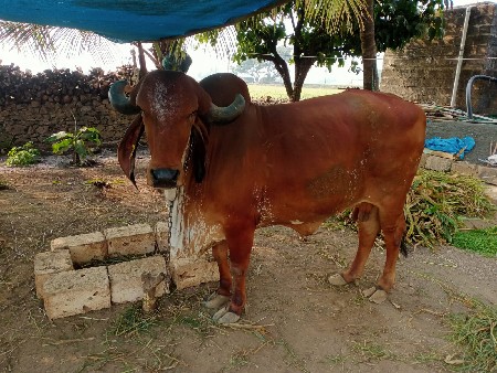 थंबनेल 3