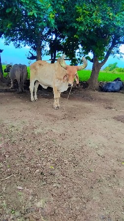 थंबनेल 2