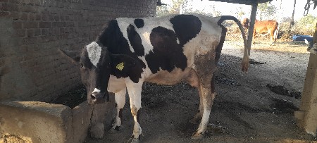 આ ગાય વેચવાની છે