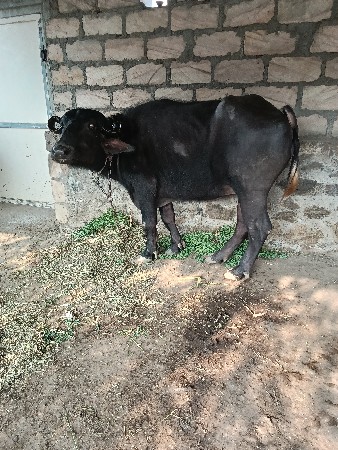 थंबनेल 3