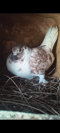 थंबनेल 3