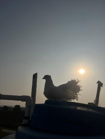 કબૂતર શતા કરવા ન સે