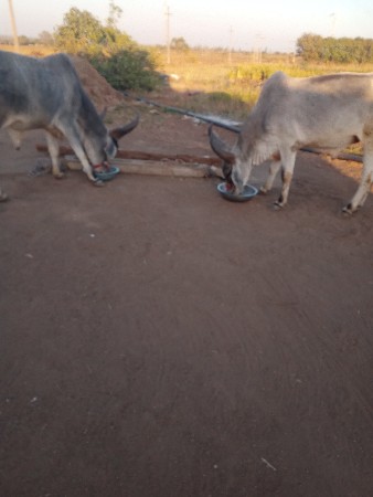 થંબનેલ 2