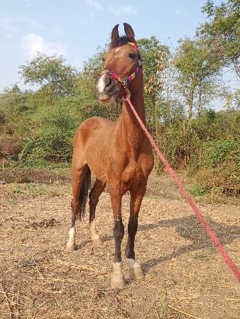 ધોડી સાટુ કરવાનુ છે