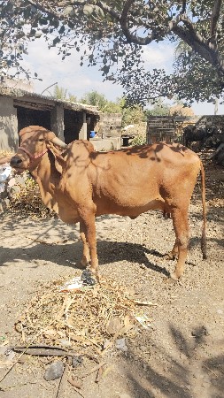 थंबनेल 2