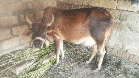 थंबनेल 2