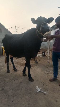 ગાયના સાટા કરવાના છે