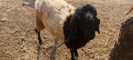 થંબનેલ 3