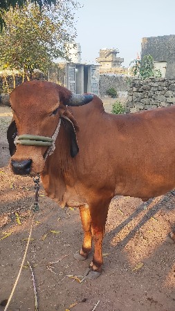 વેચવાની છે