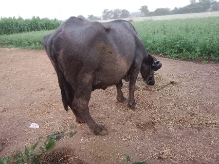 थंबनेल 3