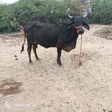 थंबनेल 2