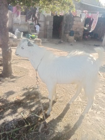 થંબનેલ 2