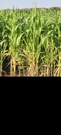 માણેક સિદ્ધરાજ 
7096160724