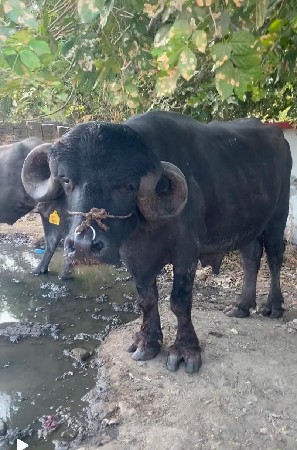 પાડૉ વૅશવાનૉ શૅ