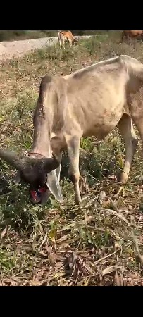 थंबनेल 3