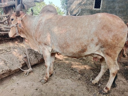 થંબનેલ 2