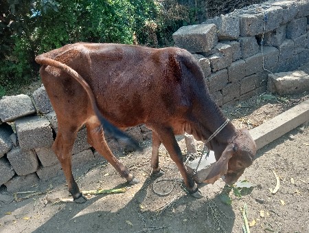 થંબનેલ 2