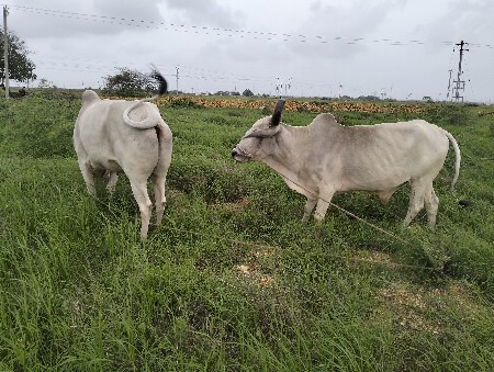 थंबनेल 3