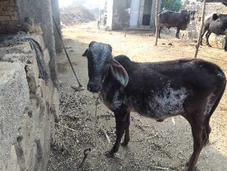 थंबनेल 2