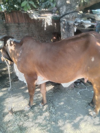 પહેલા વેતરની ગીર વળકી વેચવાની છે