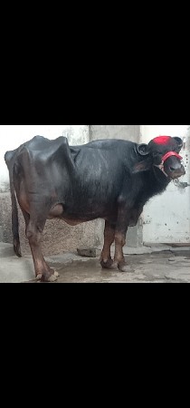 2 ભેંસ વેચવાનું છે