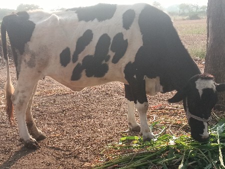 એશેફ.ગાયદેવાનિછે