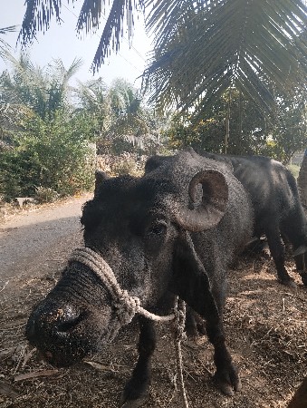 થંબનેલ 2