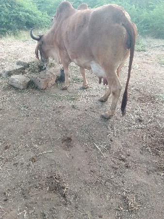 ઞાય વેશવાની છે