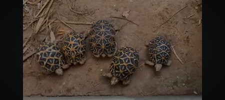 જમીનો ખાસબો જોયે શે કોયપાશેહો