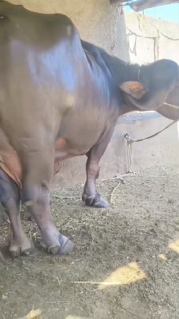 थंबनेल 4