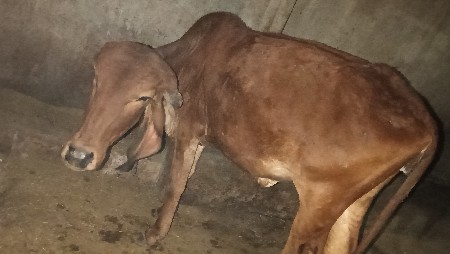 થંબનેલ 3