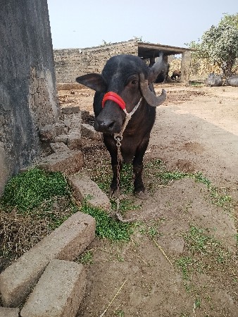 थंबनेल 3